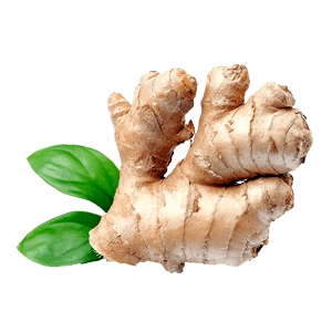 Ginger/Adrak/अदरक